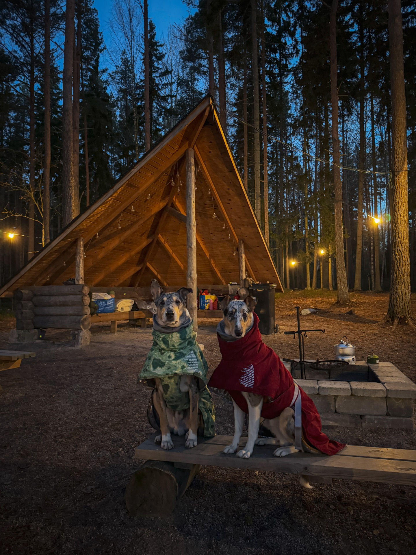 Metsässä yöpynyt parivaljakko