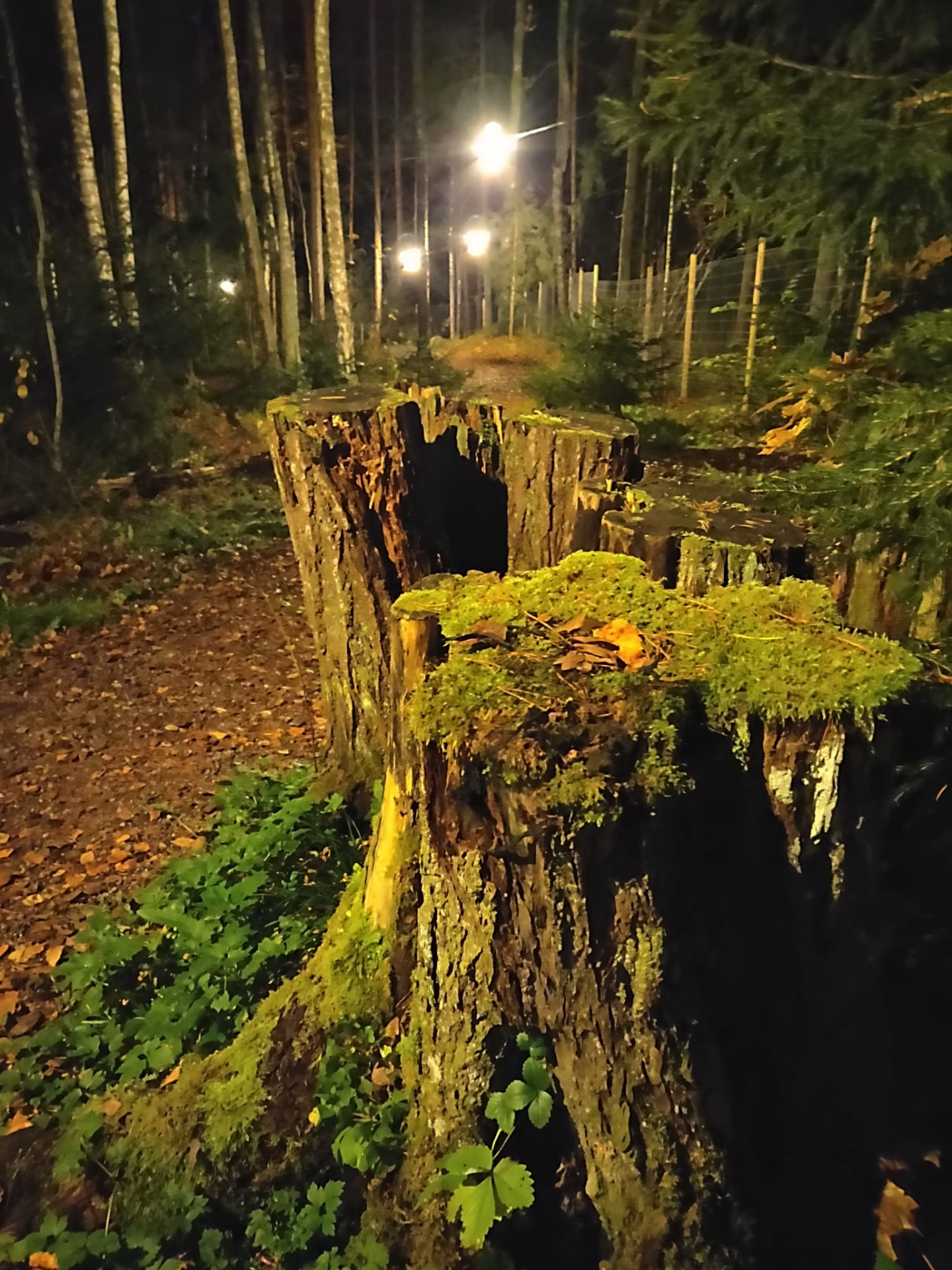 Metsän valaistusta